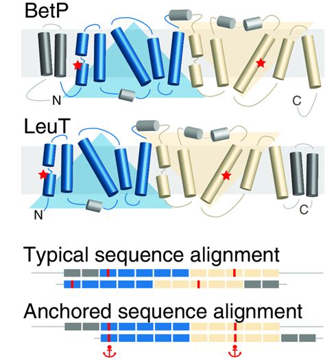 Schematic Of The Anchors Concept As Applied To Membrane Protein