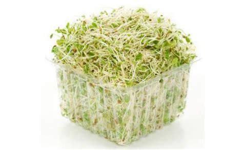 Alfalfa Sprouts 125g Punnet 229 The Farmers Gate