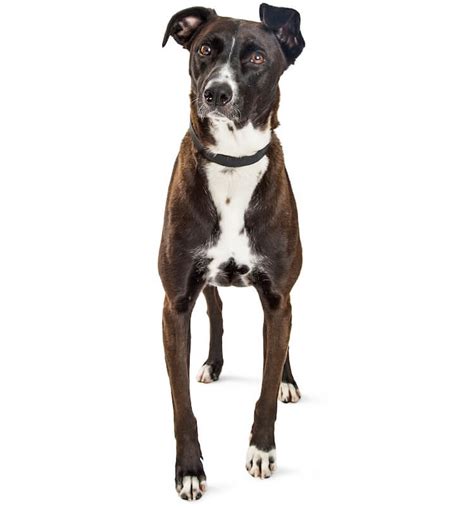 7 Facts About The Mountain Cur Dog Breed Every New Owner Must Know