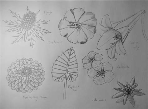 Sketch Bunga Raya Drawing Free Printable Hibiscus Coloring Pages For