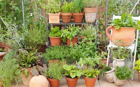 7 Apartment Herb Garden Tips Apartment Gardening