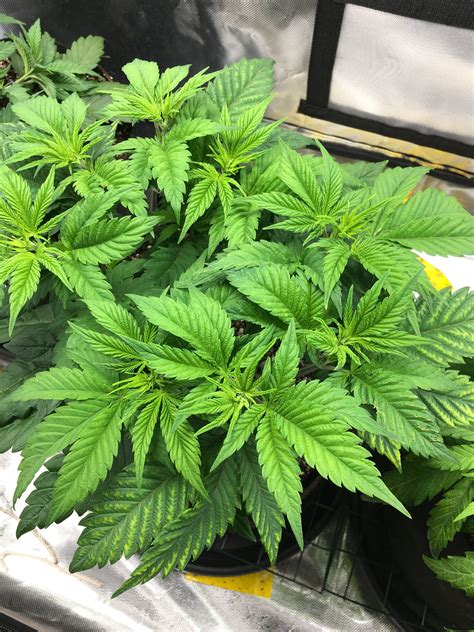 The latest tweets from @narrow_holes Help. Yellowing and holes in leaves | Grasscity Forums ...
