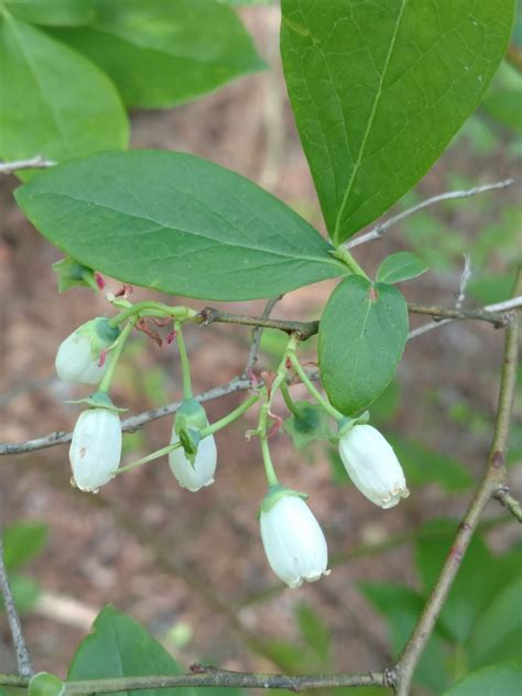 Maryland Biodiversity Project Highbush Blueberry Sp Vaccinium Sp