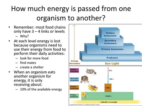 Ppt Food Webs And Ecological Pyramids Powerpoint Presentation Free