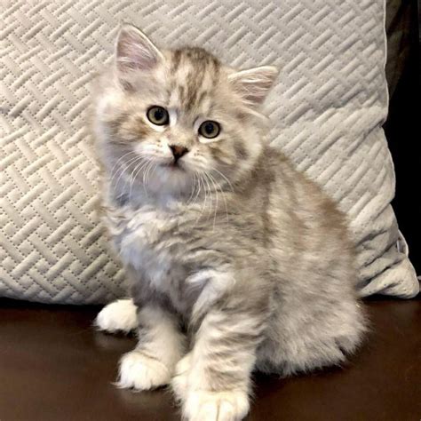 American Bobtail Cat For Sale Best 1 Exotic Kittens 4 Sale