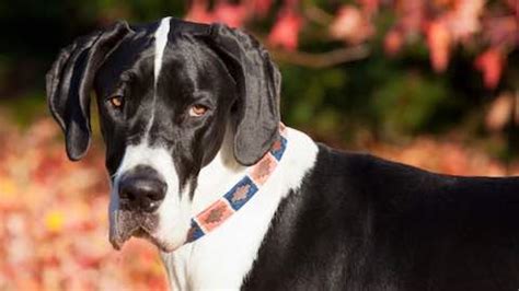 Low-Maintenance Dog Breeds | Pets