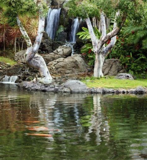 As you know, koi fishes are a bit messy in nature, choosing the best koi pond filter system becomes an obligatory requirement for you as a pond keeper. ChooseThe Right Koi Pond Filter | Koi Fish Care Info