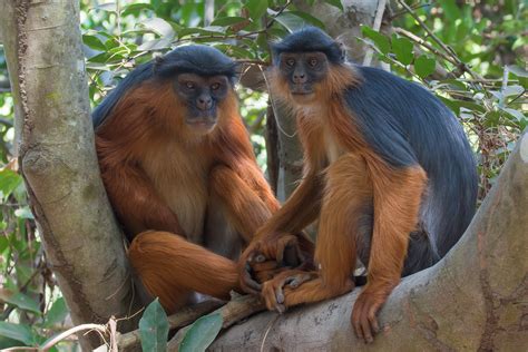 Lovely Western Red Colobus Monkey Couple Holding Hands Flickr