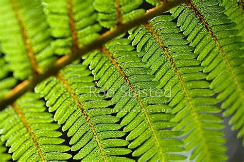 Close Up Of Fern Fronds Mamaku Black Tree Fern Cyathea Medullaris