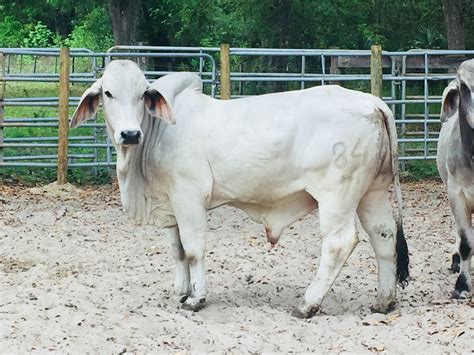 For Sale 6 Brahman Bulls Cattle Exchange