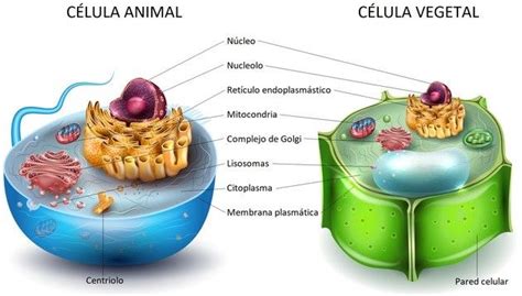 Celula Animal Y Vegetal Diferencia Diferencias Entre Célula Animal Y