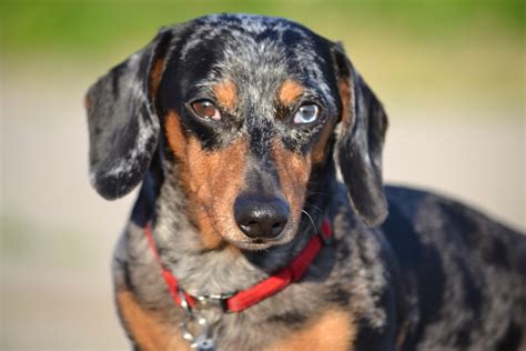 Dachshund Colors And Patterns With Pictures Planet Doxie