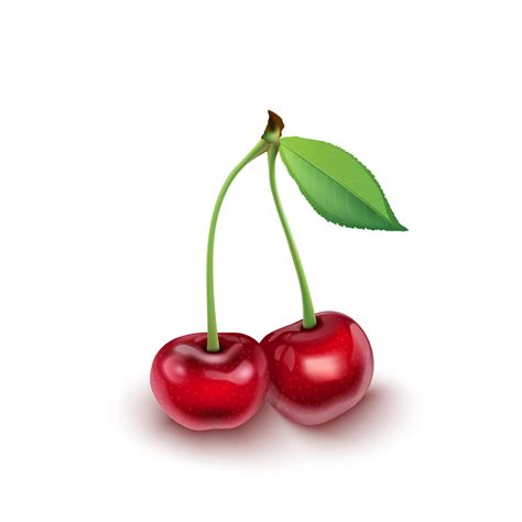 Cherry Vector Art Icons And Graphics For Free Download