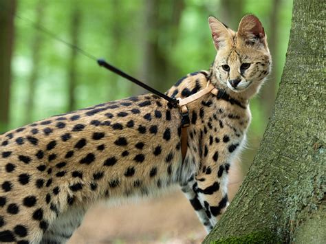 In cooperation wit felis savannah we proudly present felis savannah felicie f2 female d.o.b 20 june 2019 tica registred located the netherlands mother abcsavannahs obuma f1 quality home more important than price. Cat Breed Info - Savannah Cat - Quiet Corner
