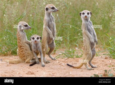 Meerkats Suricata Suricatta Four Young Animals At Burrow Alert