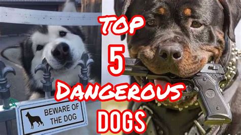 Dangerous Dogstop 5 Most Dangerous Dogs In The World Youtube