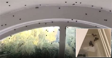 std riddled ladybirds invade northern ireland player jonny evans home belfast live