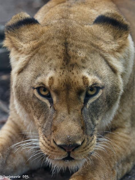 Lioness Serious Cat Lion Pictures Wild Cats