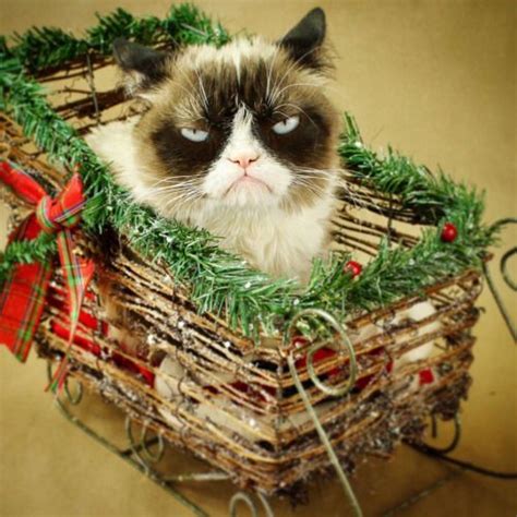 The Official Grumpy Cat S Tumblr Grumpy Cat Cats Tumblr Christmas Love