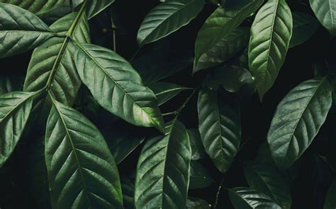 Download Wallpaper 3840x2400 Leaves Branch Dark Green Glossy Plant