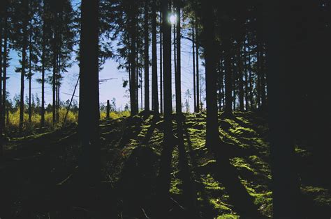 Hintergrundbilder Sonnenlicht Bäume Landschaft Wald Fallen Nacht