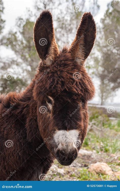 Catalonian Donkey Stock Image Image Of Baby Color Brown 52573081