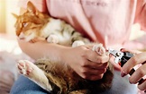 What You Need To Know About Your Cat's Claws - Cole & Marmalade