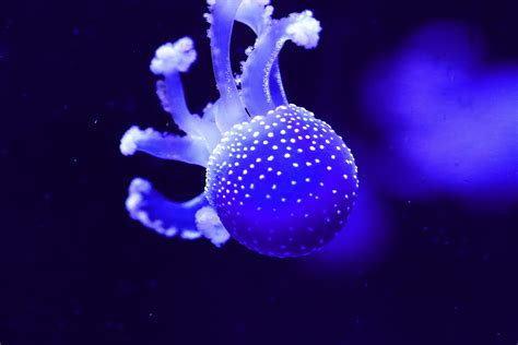Free Images Ocean Light Animal Jellyfish Blue Coral