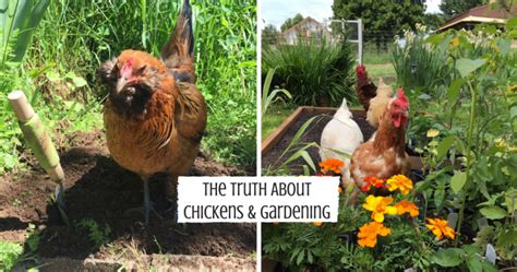how to garden with chickens city girl farming sustainable living for regular people