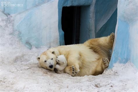 Russia Polar Bear Gerda Playing With Cub At The Novosibirsk Zoo