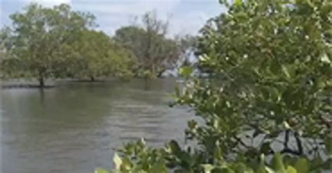 Salt regulation in the mangroves rhizophora mucronata lam. TIL mangrove trees live in saltwater, filter out 99% of ...