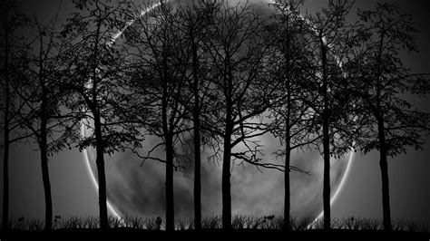 Dark Forest Backgrounds Hd High Quality Pixelstalknet
