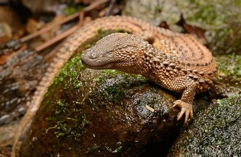 Check spelling or type a new query. 12 Hewan Endemik Pulau Kalimantan - Flora dan Fauna