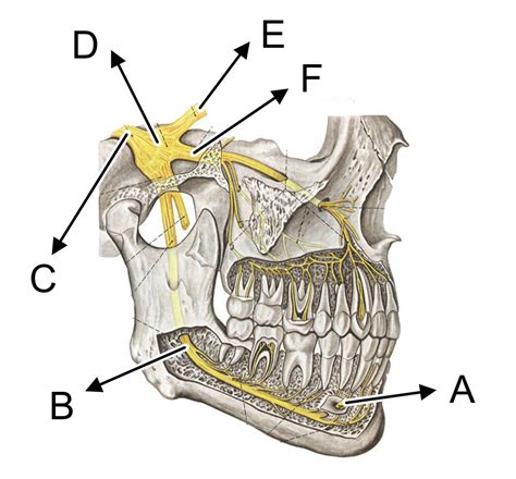 Pino y ares 3.545.326 views2 year ago. Juegos de Ciencias | Juego de Els nervis cranials | Cerebriti
