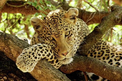 Leopard In A Tree Stock Photo Dissolve