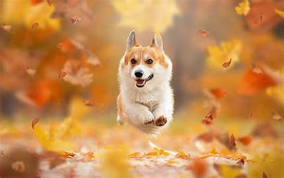 Corgi Dog Pets Dogs Autumn Welsh Wallpapers