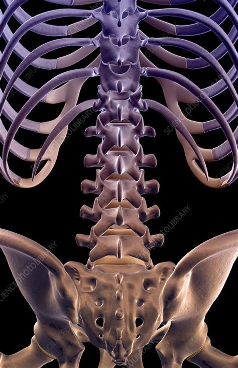 The Bones Of The Lower Back Stock Image F0018190 Science Photo