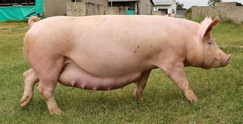 Different Pig Breeds South Africa