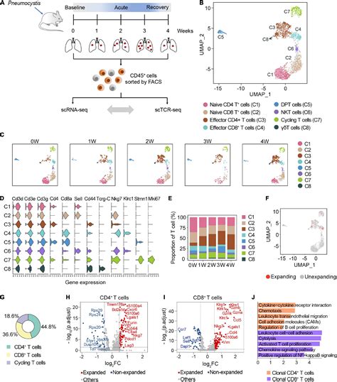 Frontiers Single Cell Tcr Sequencing Reveals The Dynamics Of T Cell