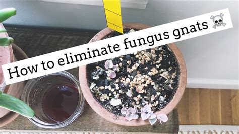 How To Get Rid Of Fungus Gnats Easy And Cheap Youtube