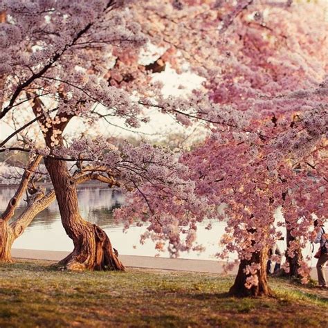 10 Best Cherry Blossom Wallpaper Desktop Full Hd 1920×1080 For Pc