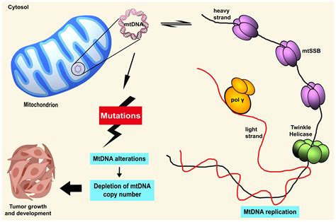 insights regarding mitochondrial dna copy number alterations in human cancer review