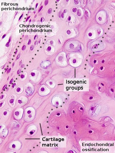 Histology Perichondrium Layers Into The Hyaline Cartilage Into