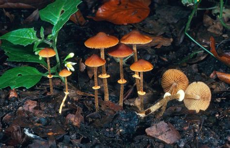 7 Of The Worlds Most Poisonous Mushrooms