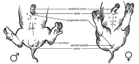 Fetal Pig Dissection Carolina Biological Supply