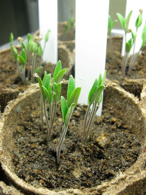 New Seedlings Tomato Seedlings Seedlings Seasonal Garden