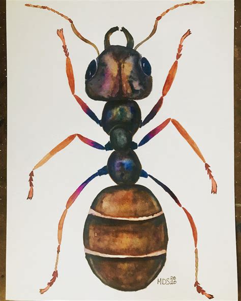 Camponotus Ant Watercolor I Did Rants