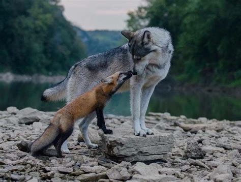 Pin By Willard Douglass Watts On ᎯℕℐℳᎯux Animals Beautiful Wolf Dog