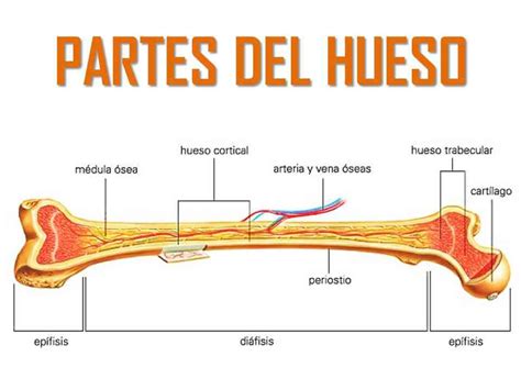 Partes Del Hueso