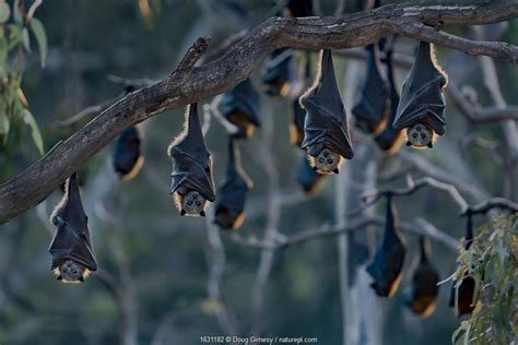 The Night Gardeners Nature Picture Library Flying Foxes